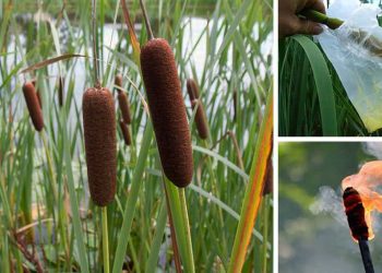 50+ Survival Uses For Cattails