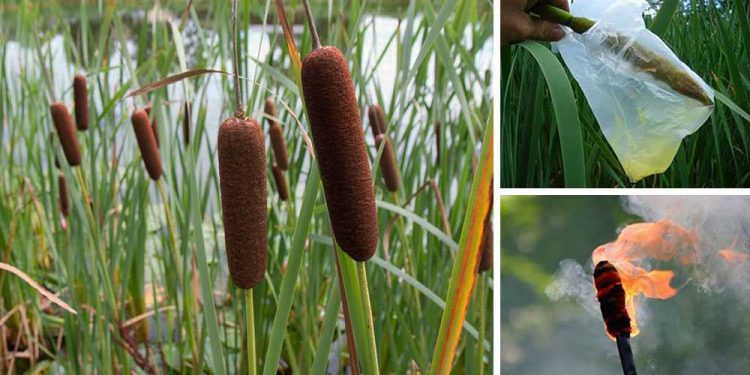 Cattails (Wild) 50-Survival-Uses-For-Cattails-12-750x375