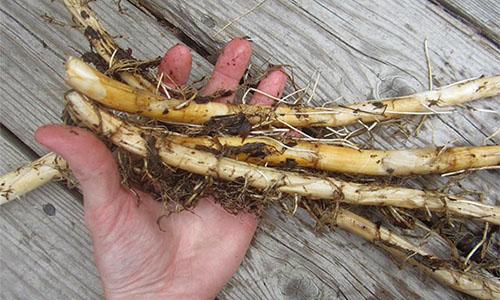 50+ Survival Uses For Cattails
