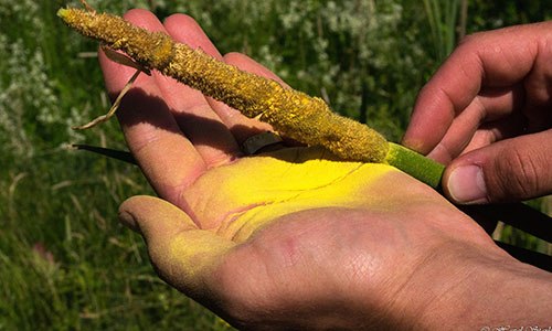 50+ Survival Uses For Cattails