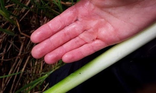 50+ Survival Uses For Cattails