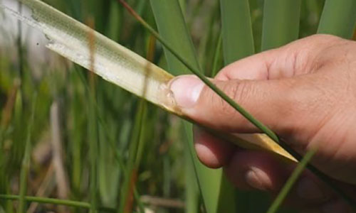 50+ Survival Uses For Cattails