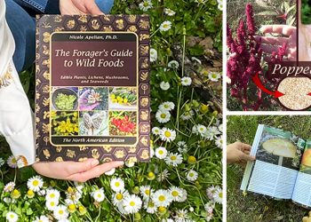 The Forager’s Guide To Wild Foods Book Review