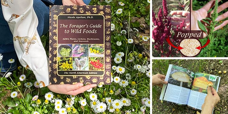 The Forager’s Guide To Wild Foods Book Review