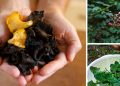 The Survival Foods You Can Only Harvest This Spring