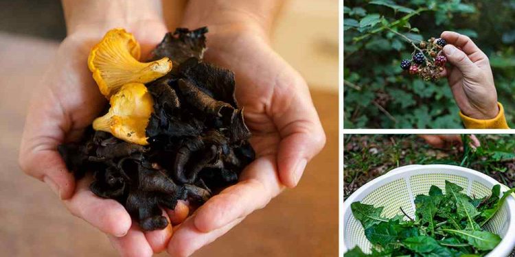 The Survival Foods You Can Only Harvest This Spring