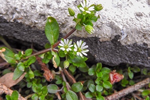 The Survival Foods You Can Only Harvest This Spring 