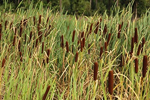 The Survival Foods You Can Only Harvest This Spring 