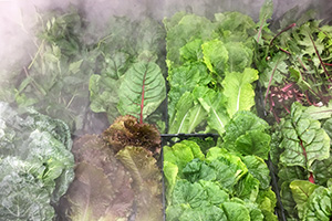 Herbs