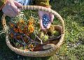 34 Wild Plants Every Prepper Should Know