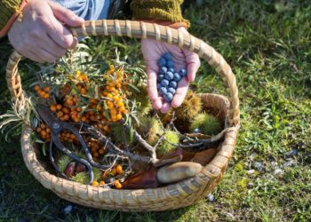 34 Wild Plants Every Prepper Should Know