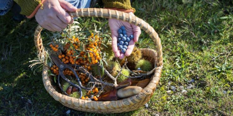 34 Wild Plants Every Prepper Should Know
