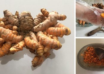 How To Make Turmeric Powder For Treating Inflammation When SHTF