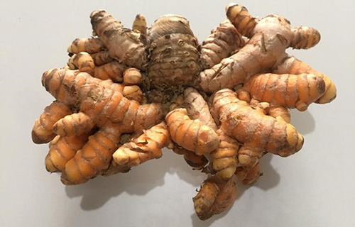 How To Make Turmeric Powder For Treating Inflammation When SHTF