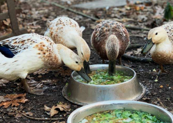 How to Raise Ducks - The Perfect Survival Livestock