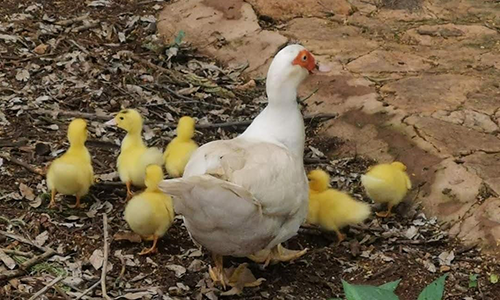 How to Raise Ducks - The Perfect Survival Livestock