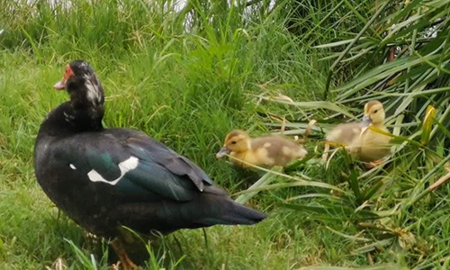 How to Raise Ducks - The Perfect Survival Livestock