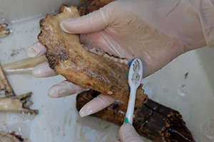 Survival Uses For Animal Bones You Normally Throw Away