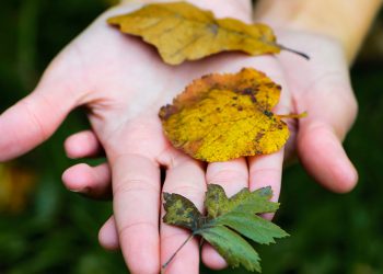 The Survival Guide to Identifying Leaves