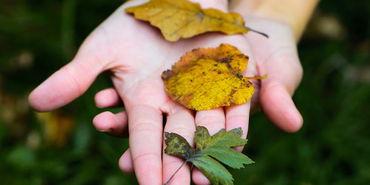 The Survival Guide to Identifying Leaves