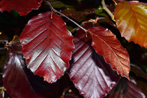 The Survival Guide to Identifying Leaves