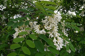 Poisonous Tree