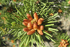 Pine Superfood