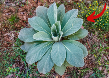 Whatever You Do, Don’t Step On This Plant