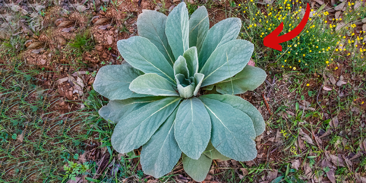 Whatever You Do, Don’t Step On This Plant