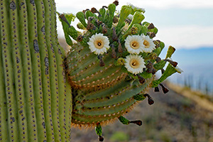 The saguaro cactus