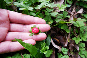 Wild Foods You Should Forage This Summer