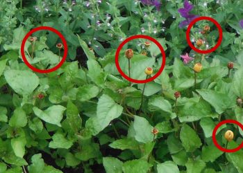 The Toothache Plant That Every Prepper Should Grow