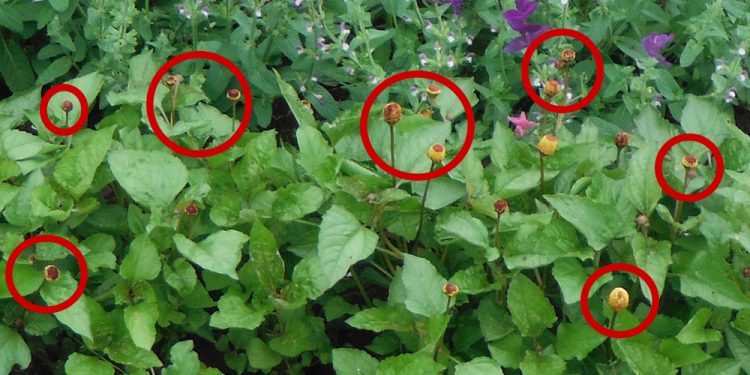 The Toothache Plant That Every Prepper Should Grow