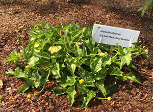 The Toothache Plant That Every Prepper Should Grow