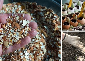 What You Should Do With Your Eggshells