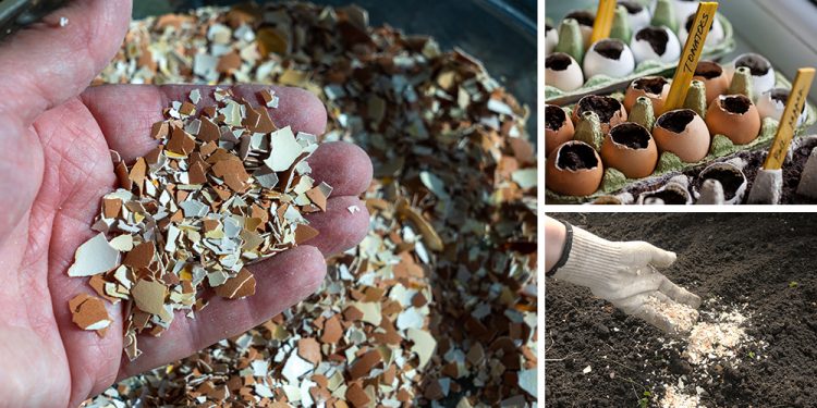 What You Should Do With Your Eggshells