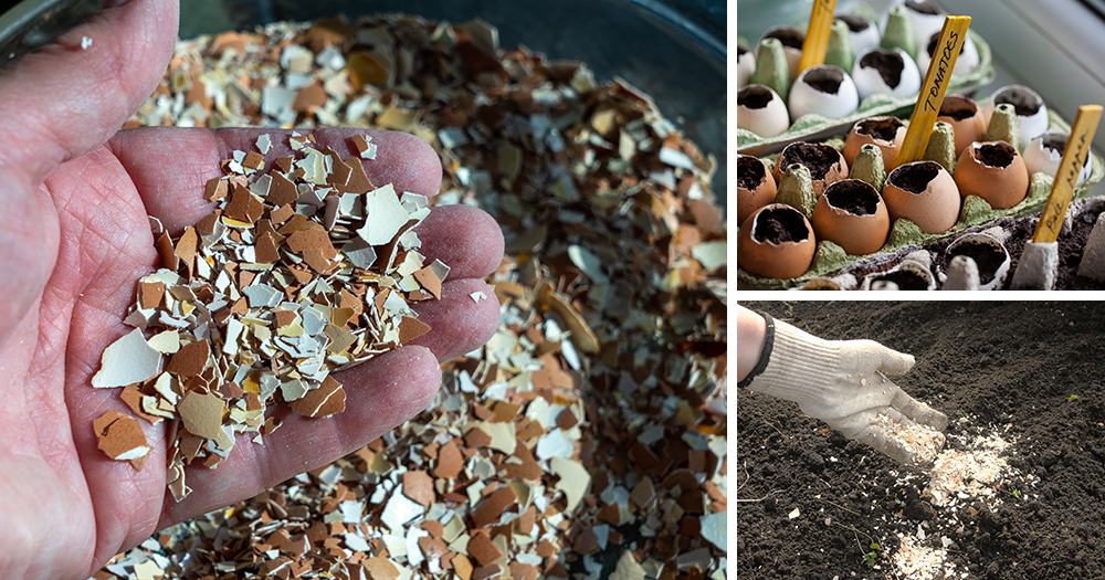 What You Should Do With Your Eggshells Ask a Prepper