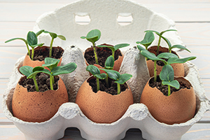 What You Should Do With Your Eggshells