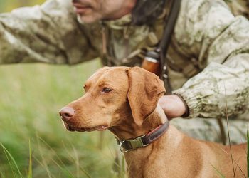 Why You Should Get A Dog For When SHTF