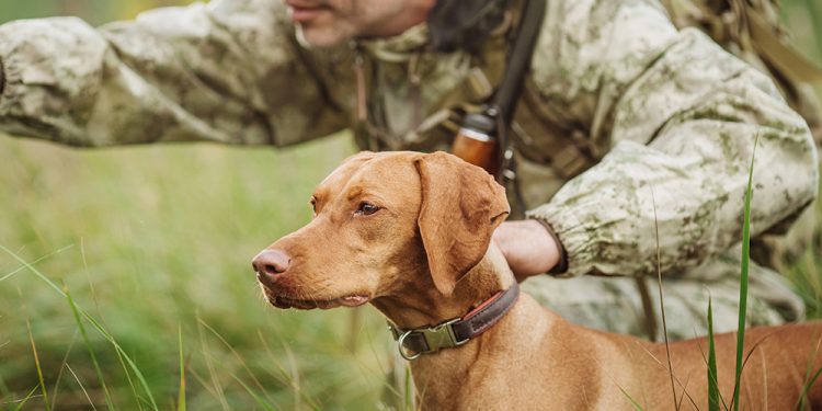 Why You Should Get A Dog For When SHTF