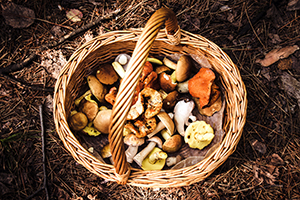 7 Foraging Mistakes That Might Get You Killed