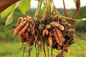 5 Natural Painkillers To Use Instead Of Opiates