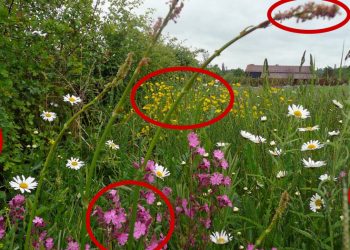 5 Poisonous Plants That Can Be Used As Medicine When SHTF