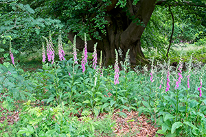 Foxglove