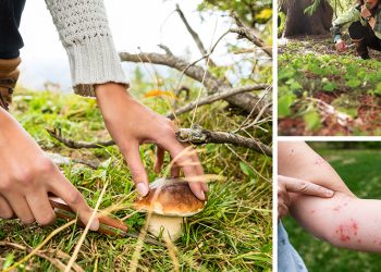 7 Foraging Mistakes That Might Get You Killed