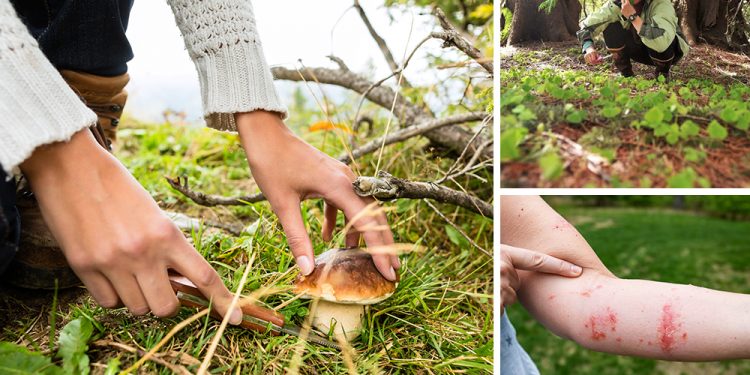 7 Foraging Mistakes That Might Get You Killed