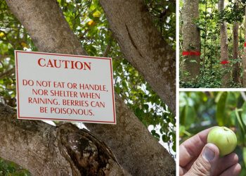 The Most Dangerous Tree In The U.S.