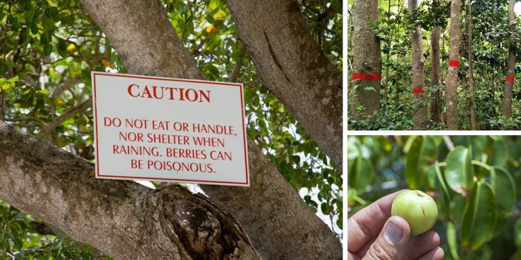 The Most Dangerous Tree In The U.S.
