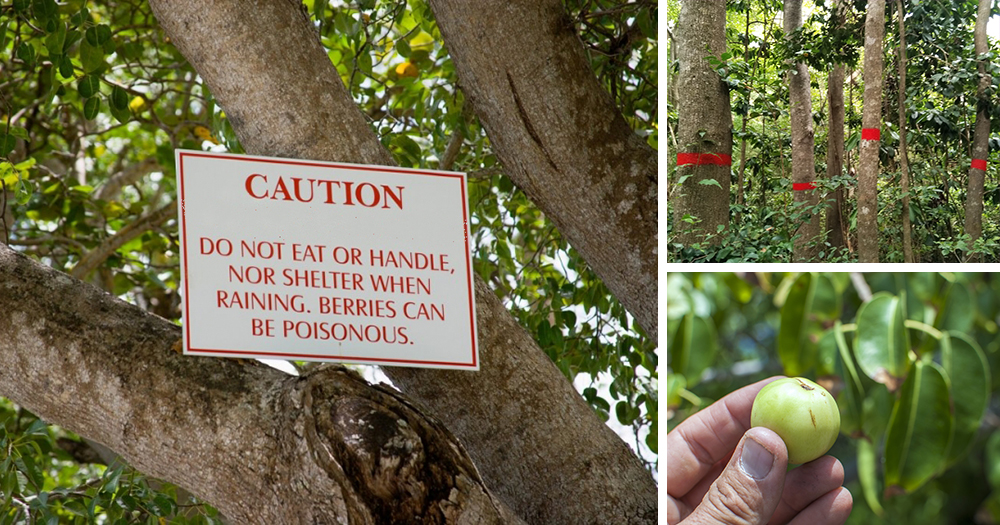 The Most Dangerous Tree In The U.S. Ask a Prepper