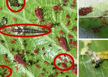 10 Insects You Should Never Kill On Your Property